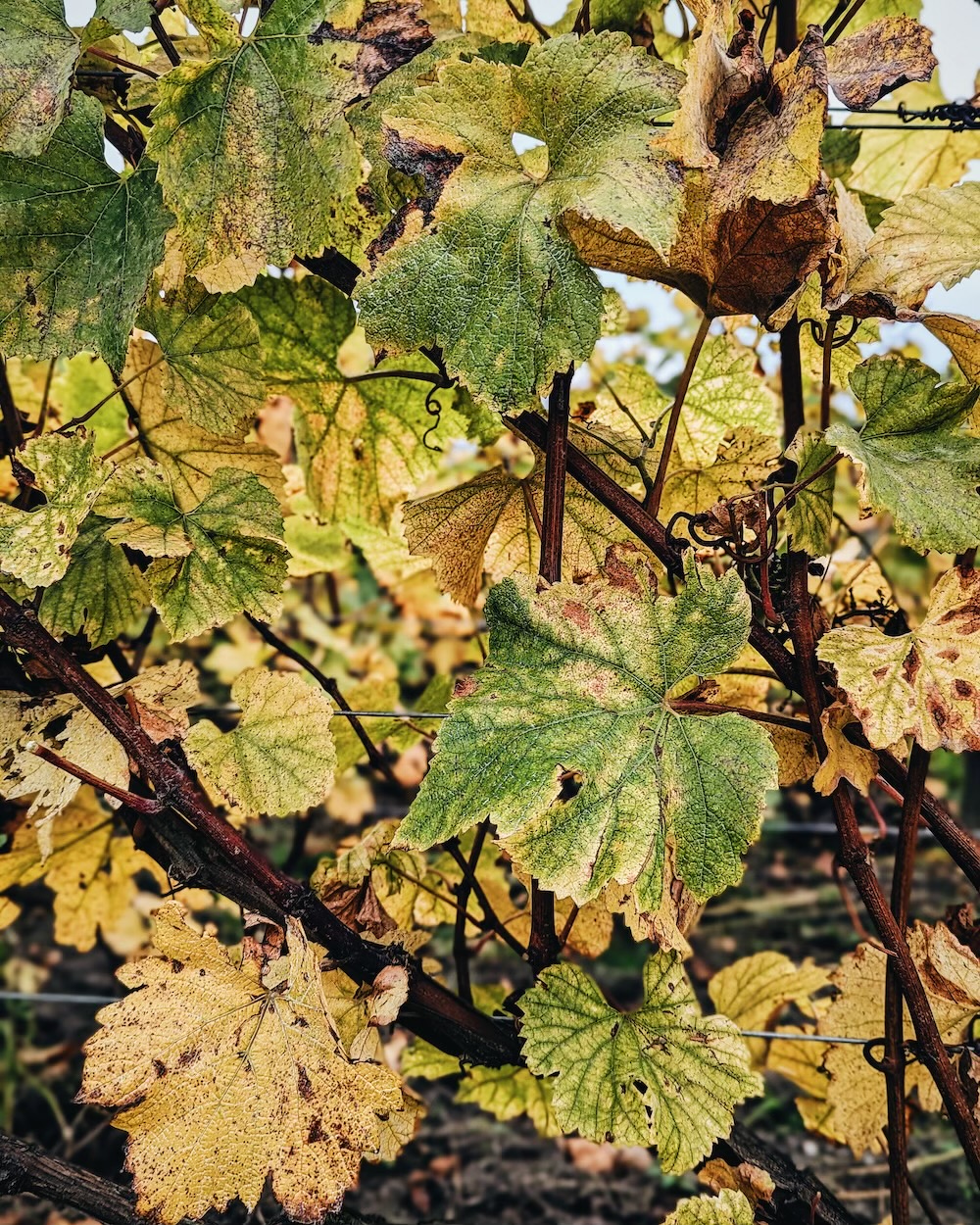 Illustratie bij het Winethologist-artikel over meeldauw in de wijngaard