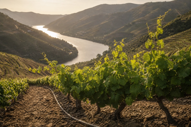 Terrassenwijngaard langs de Douro in Portugal