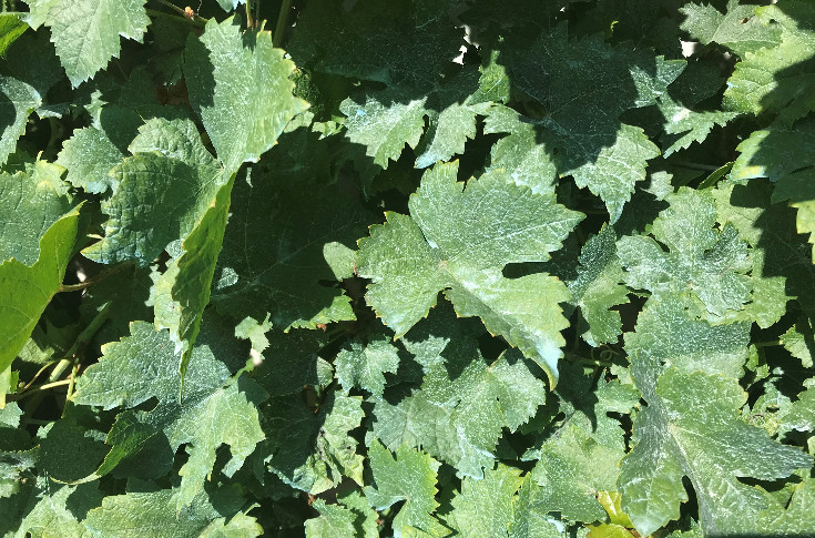 Koper in de wijnbouw — Vitisphere