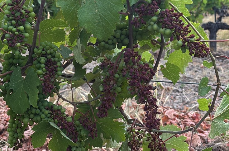 Gebrande Chenin-druiven in de Loire — Vitisphere