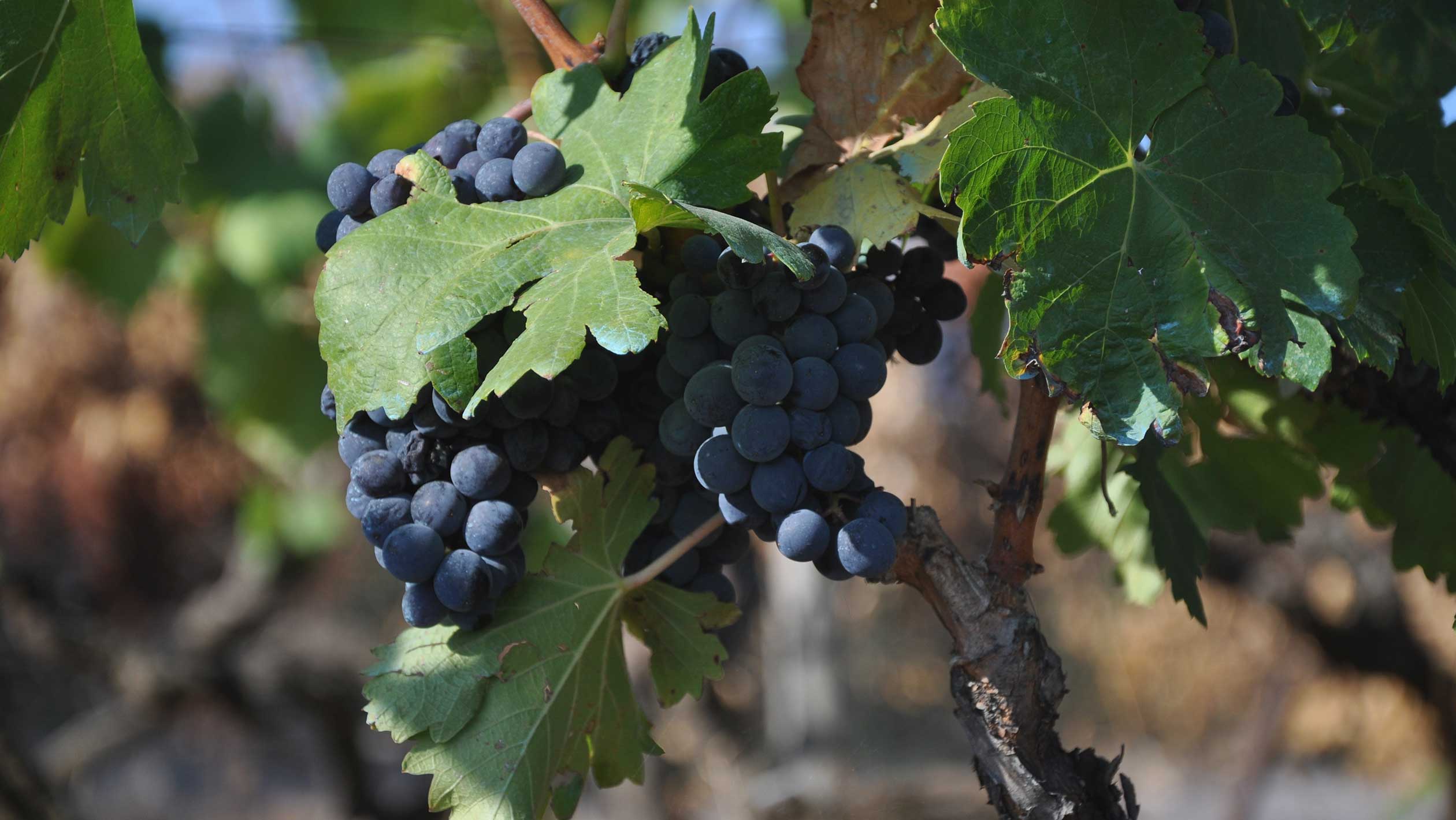 Mourvèdre druif in warm wijnklimaat