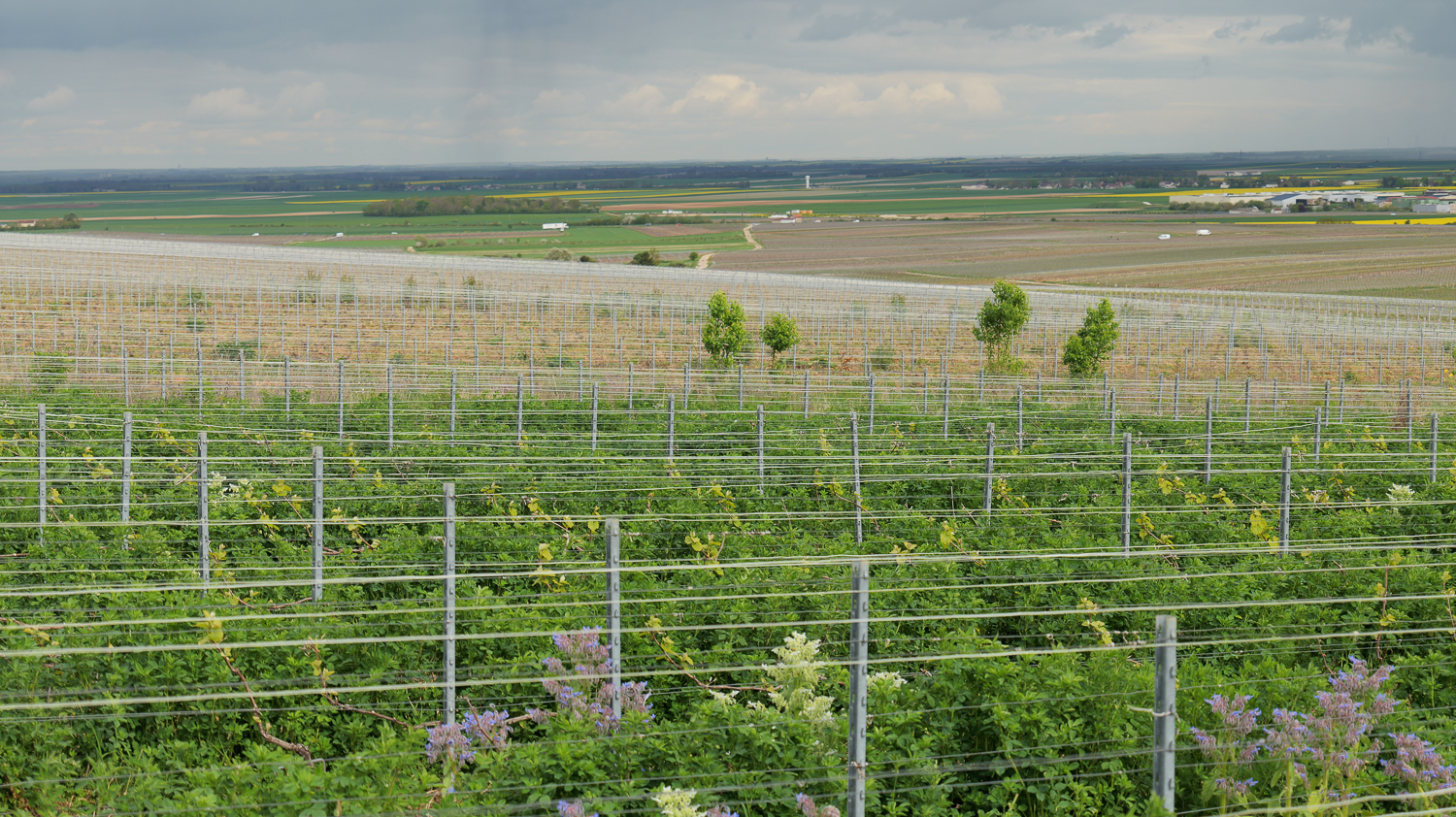 Perrier-Jouët wijngaard met bedekte gewassen in Champagne