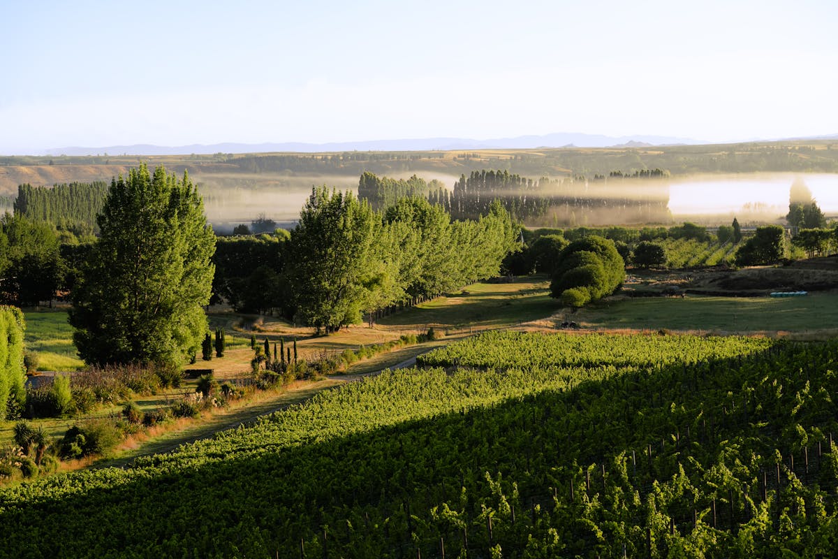 Wijngaard van Two Paddocks in Central Otago, Nieuw-Zeeland