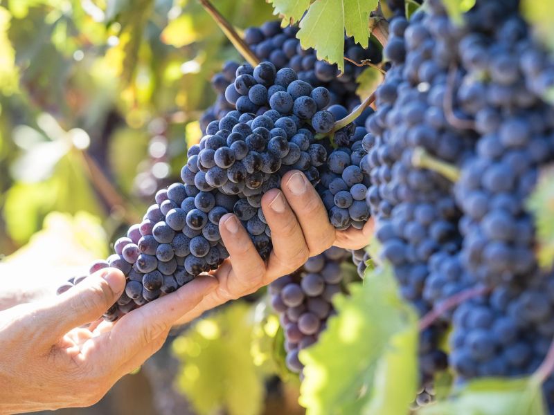 Sicily Begins Its 2026 Grape Harvest With Unusual Confidence