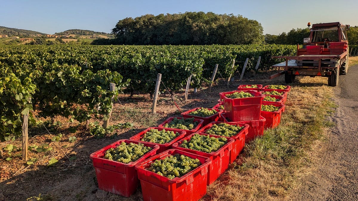 Kratten Chardonnay in Frontenas, Beaujolais