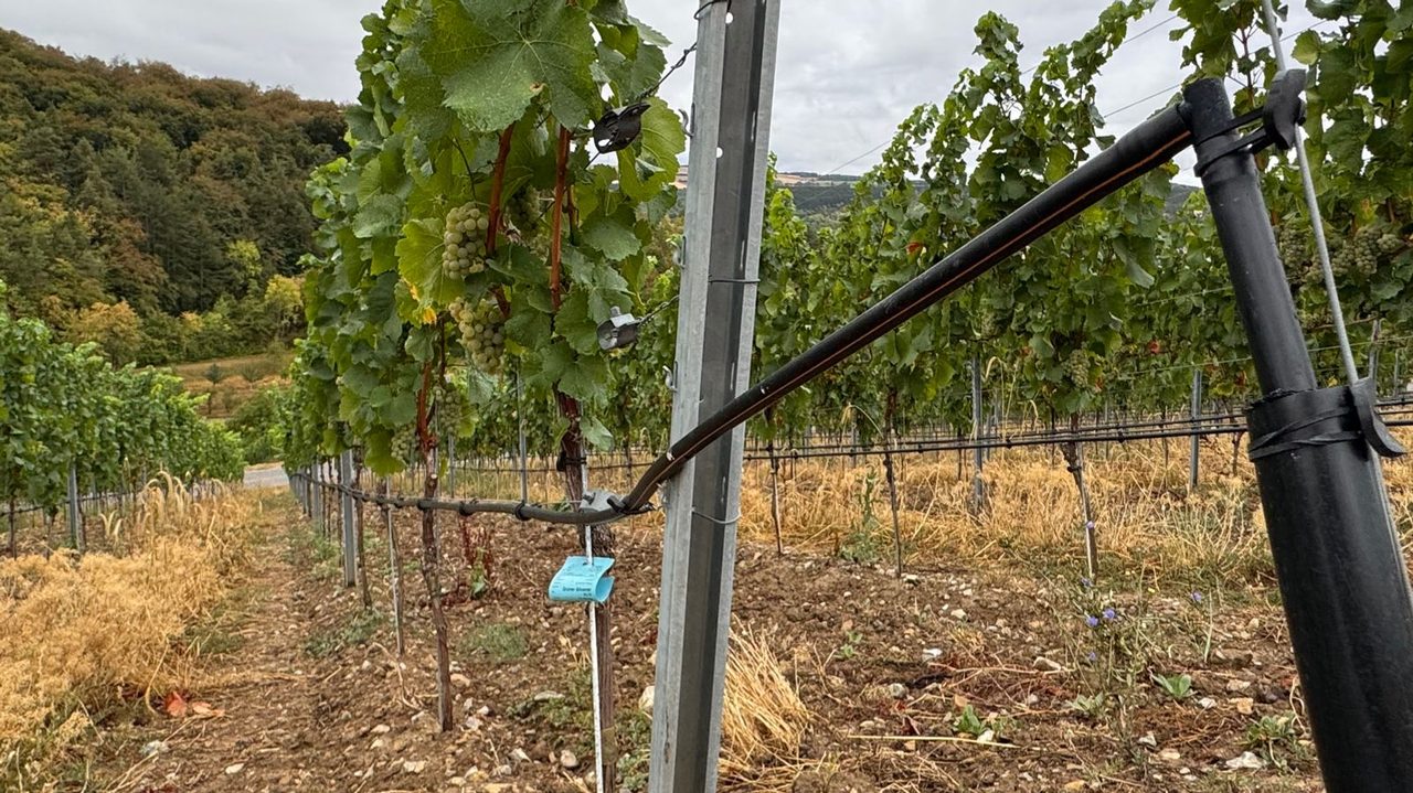 Wijngaard in Franken bij droogte