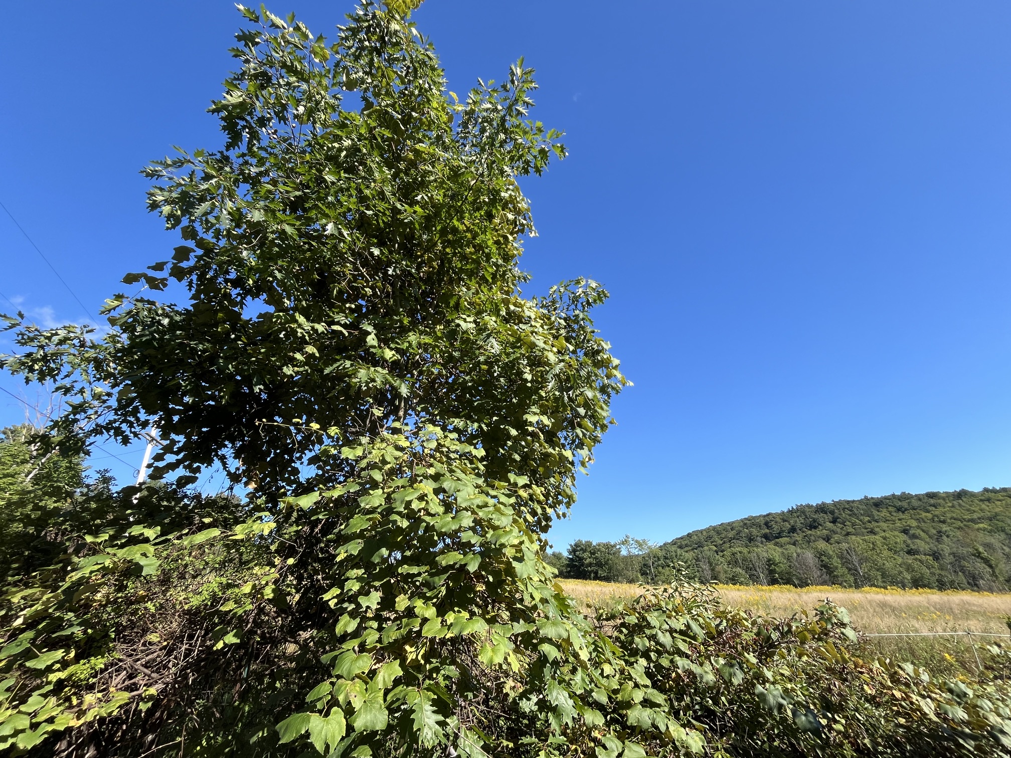 Vitis labrusca-trossen met sliphuid