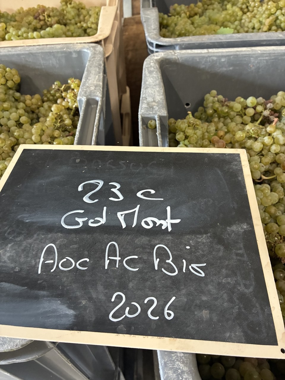 Biologische Chardonnay in de Champagneoogst