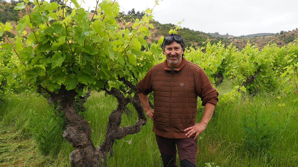 Oude bush vines en wijngaard van Viña González Bastías in de Maule-vallei, Chili