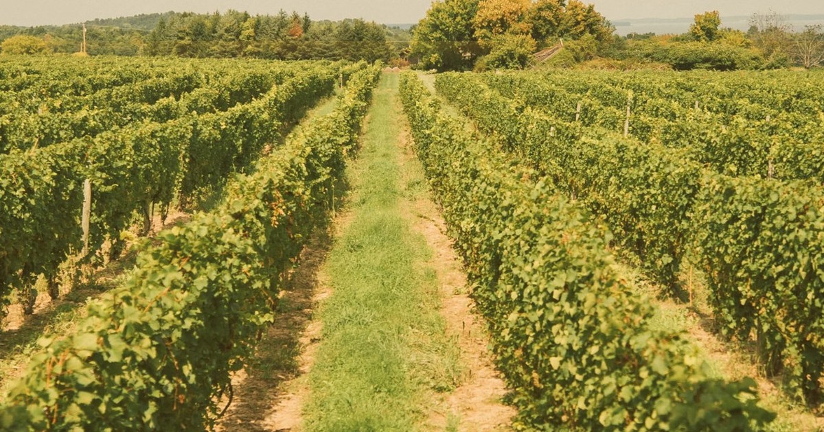 Beyond Organic Wine: herbiciden in de wijngaard op marketingfoto’s