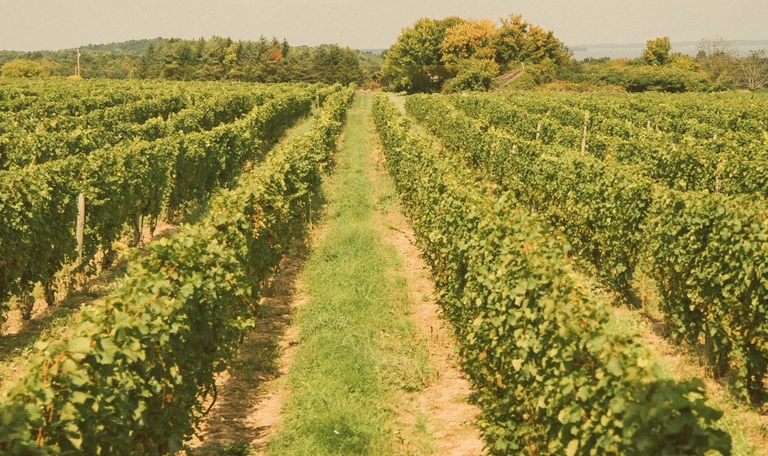 Beyond Organic Wine: herbiciden in de wijngaard op marketingfoto’s