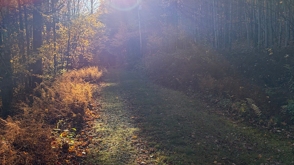Zonnig herfstpad door het bos