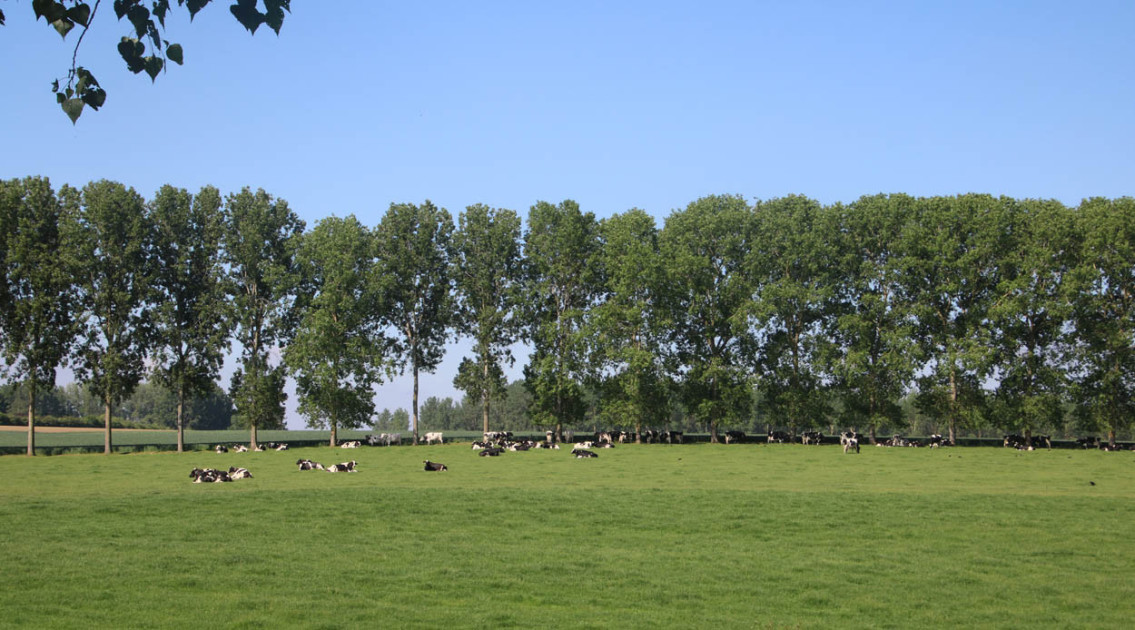 Beschermde natuur en milieutoets, Dryade via VILT