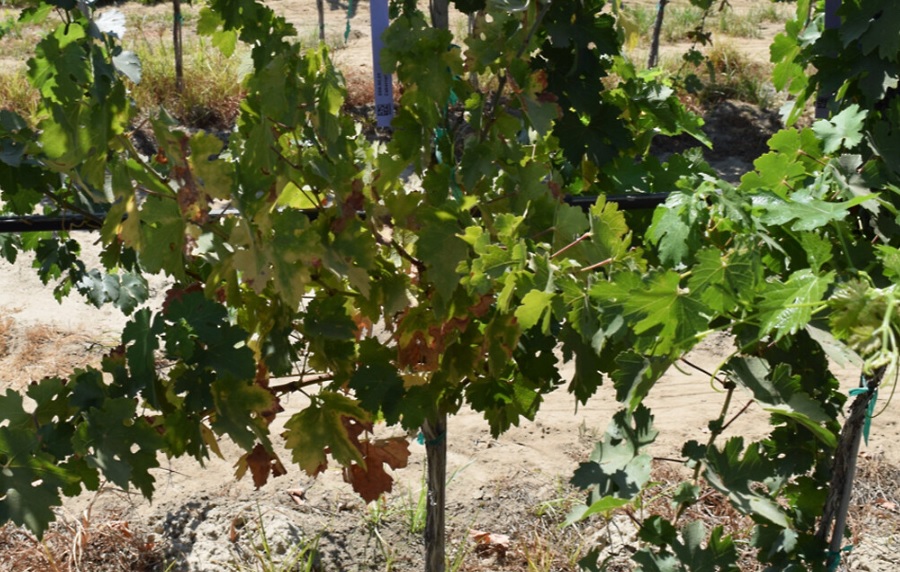 Pierce’s disease, Xylella in Luxemburgse wijngaarden via Wijn en Wijngaard