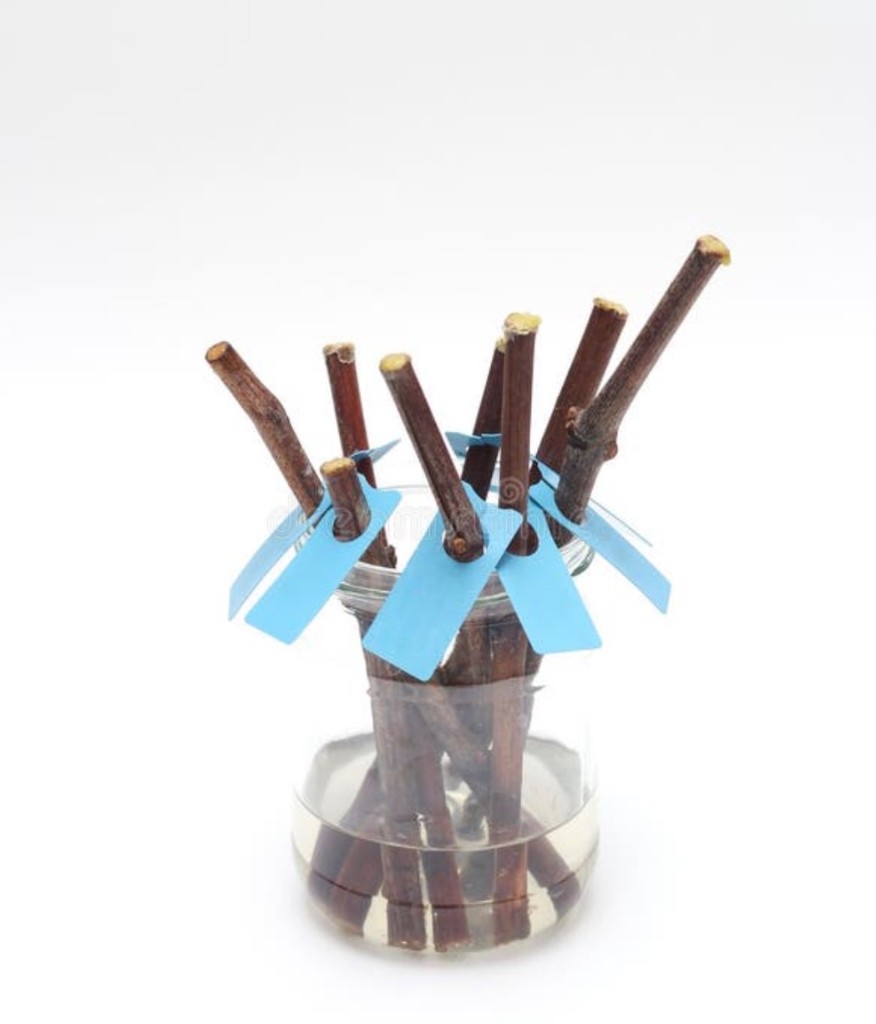 Druivenstekken in water met blauwe labels