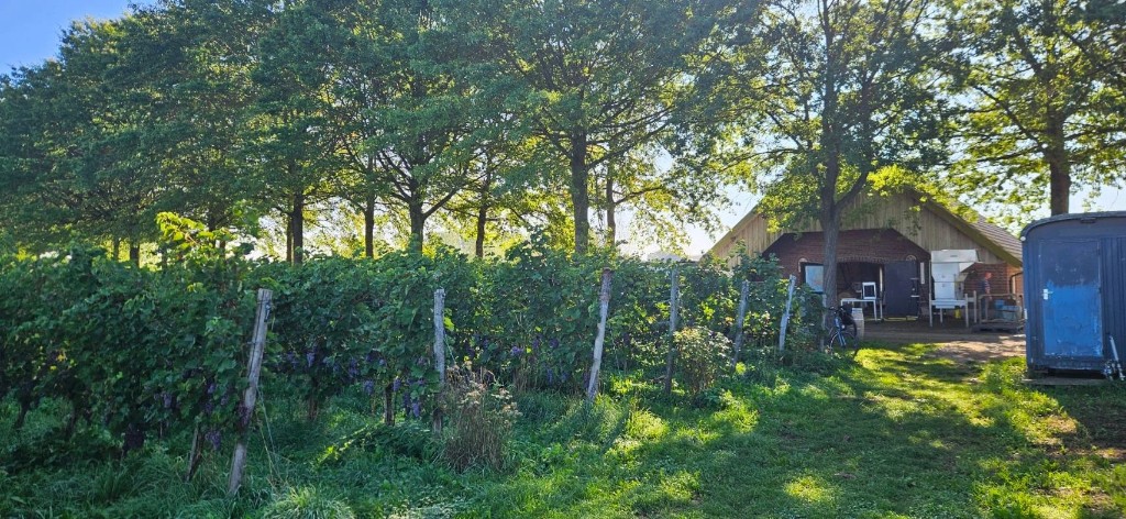Wijnstokken met donkere trossen voor het huis